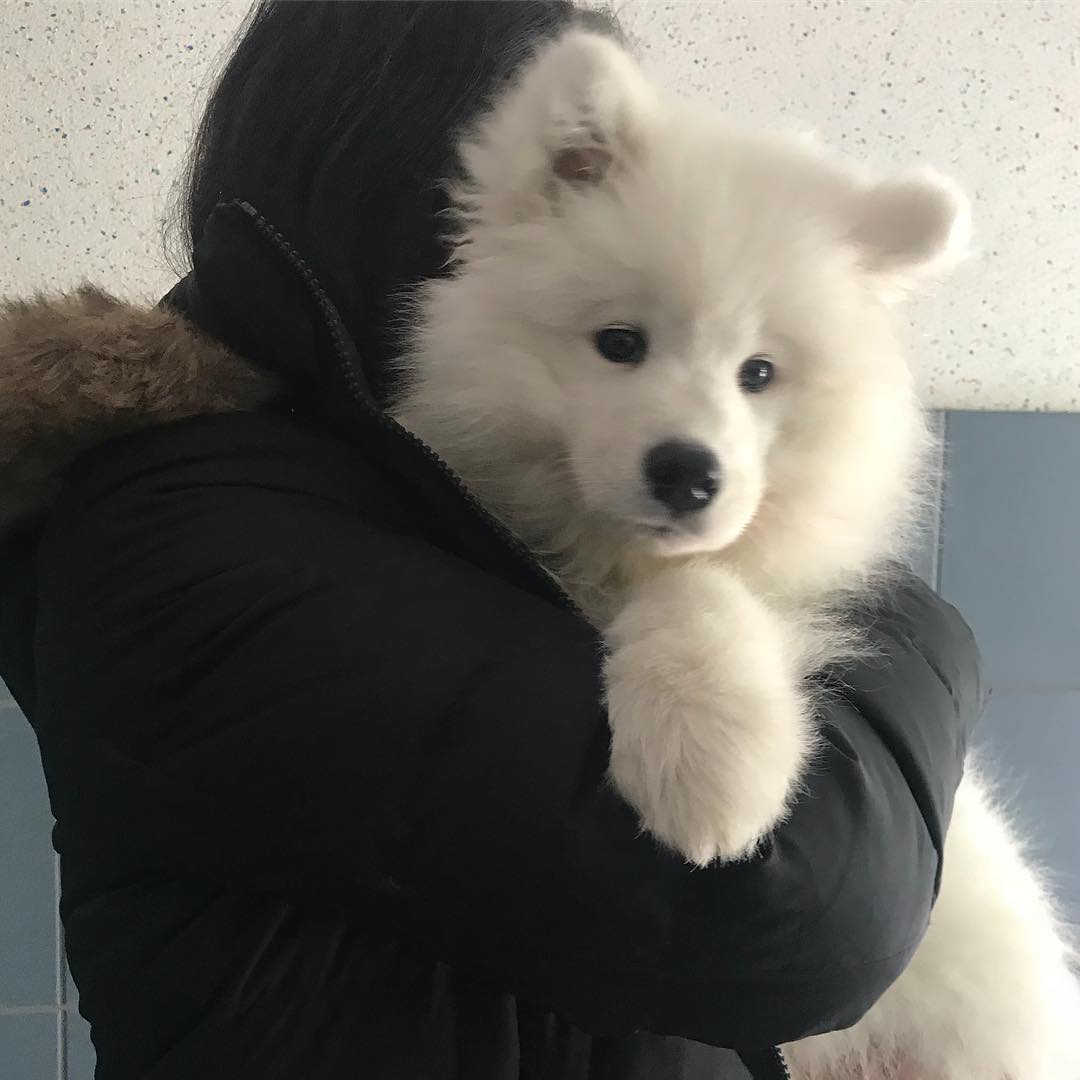 Samoyed được chủ ôm