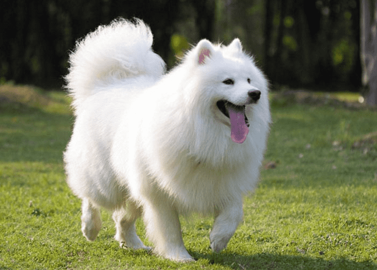 Chó samoyed