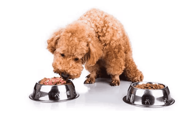 Chó Poodle 2 tháng tuổi ăn gì?