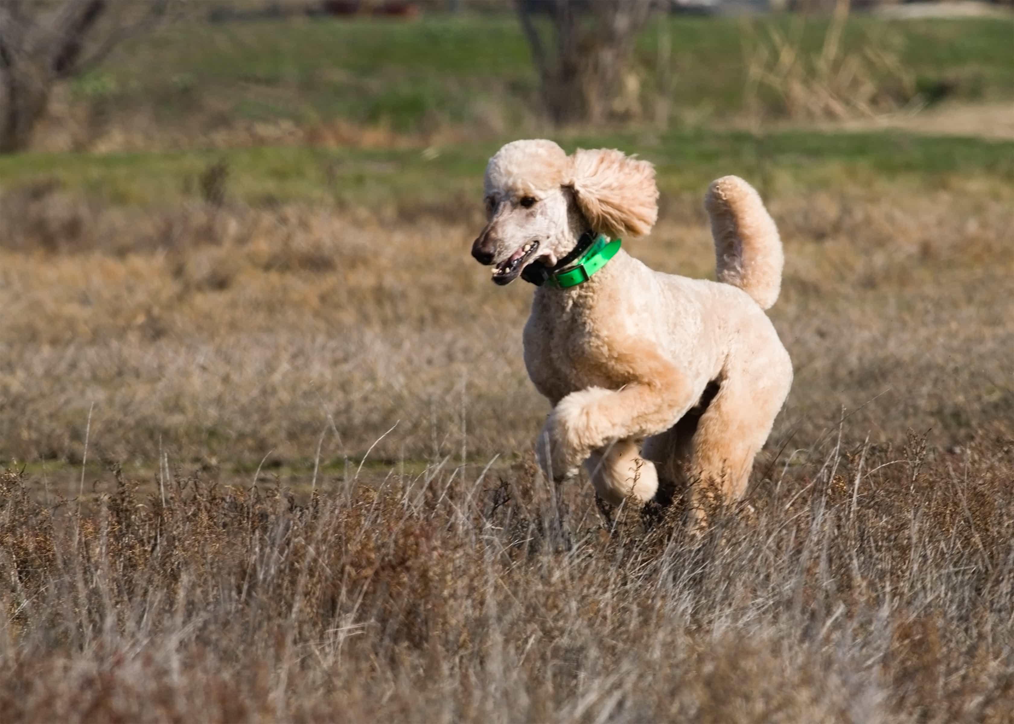 Standard Poodle chạy nhảy trên đồng cỏ khô