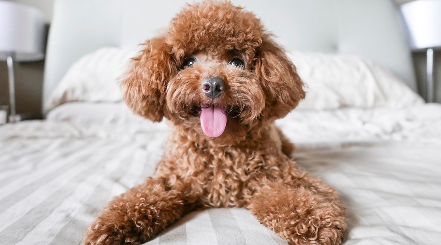 Chó Toy Poodle có ngoại hình siêu nhỏ