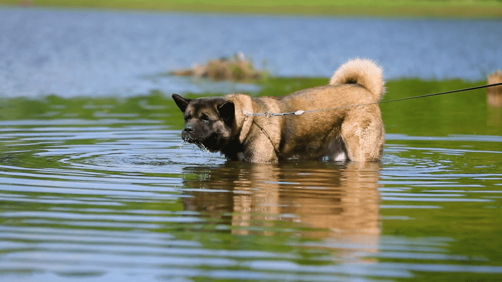  Cấu tạo bàn chân đặc biệt giúp chó Akita bơi lội rất tốt 