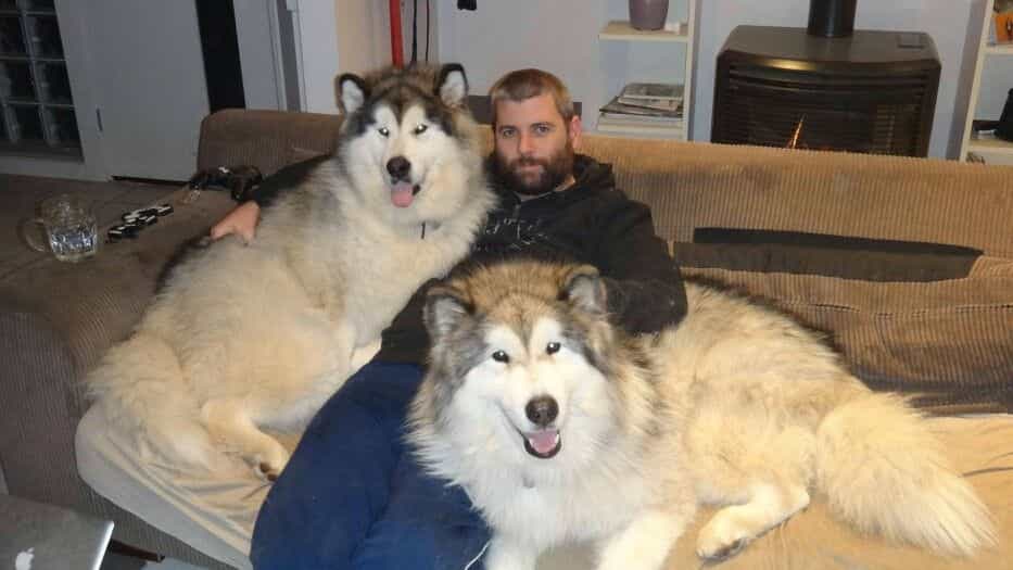Chó Alaska Giant có giá khá cao