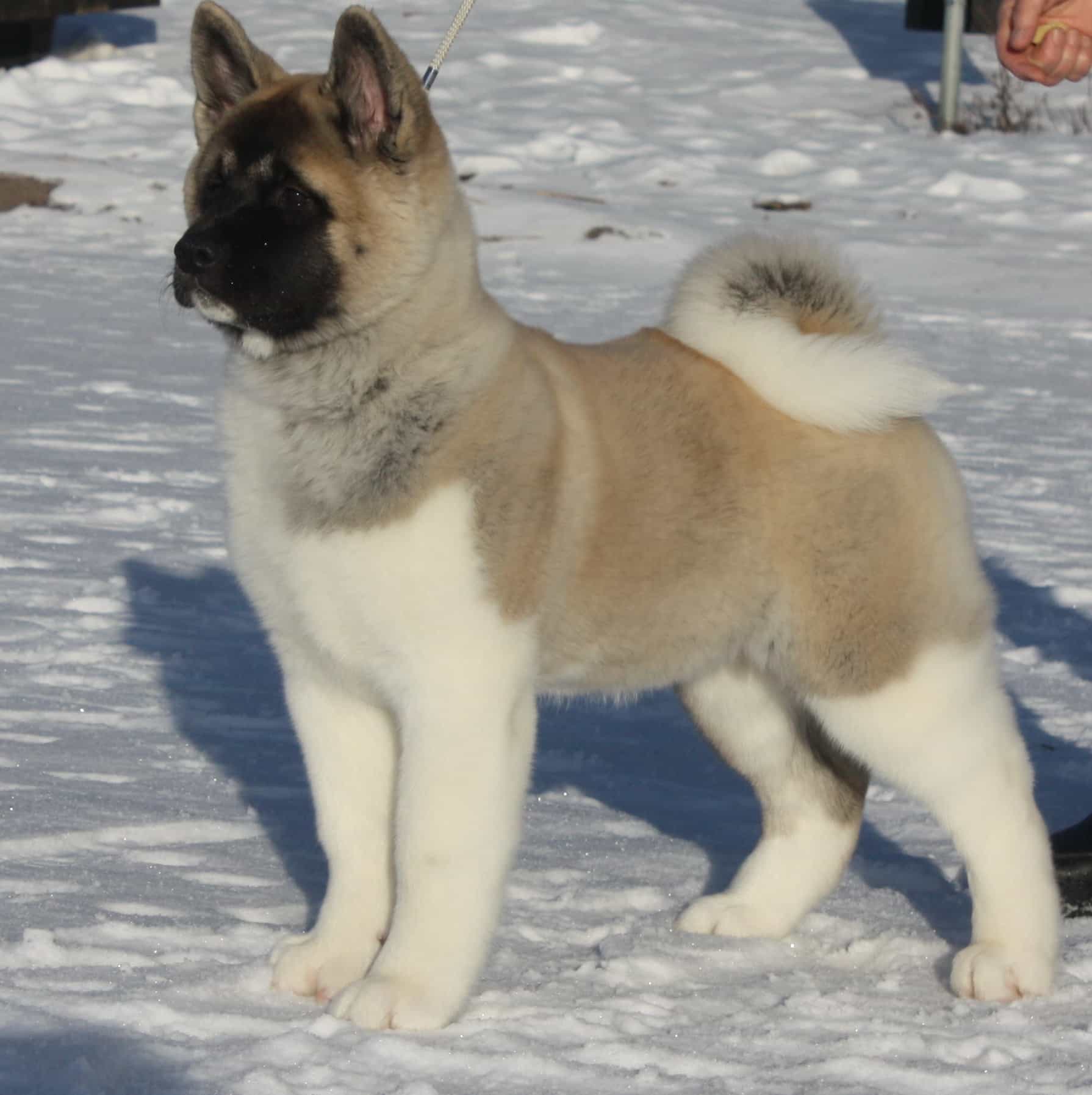 Chó Akita Mỹ đứng trong tuyết