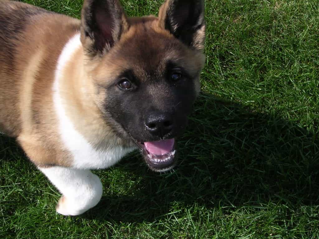 American Akita dog