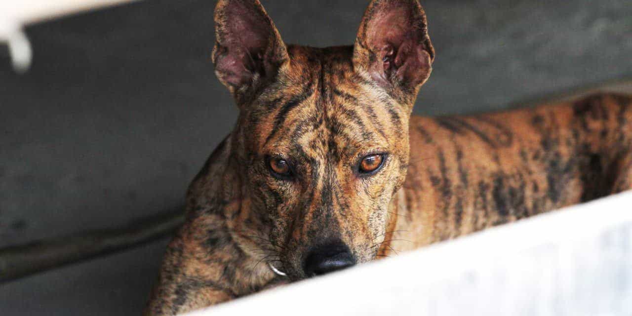 Tìm Hiểu Về Chó Phú Quốc Thông Qua 23+ Hình Ảnh Đáng Yêu | Siêu Pet
