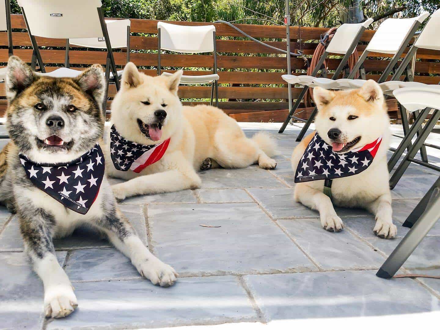 3 chú chó Akita đang ngồi