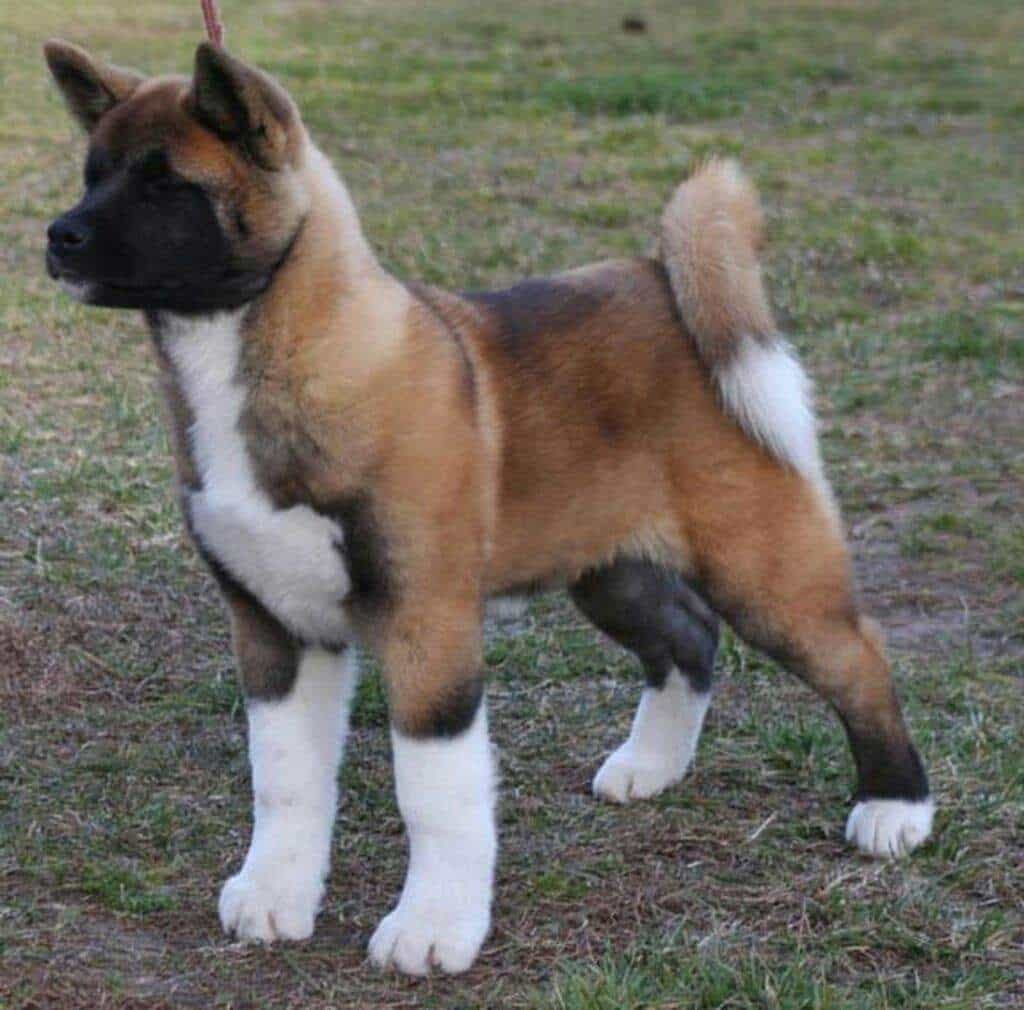 Bán chó Akita inu, chó Akita màu nâu đen, chân trắng
