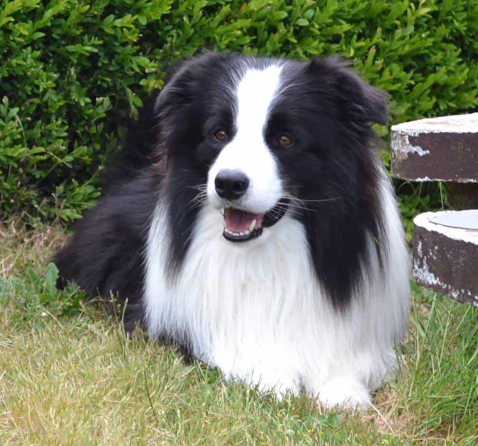 Giống chó Border Collie