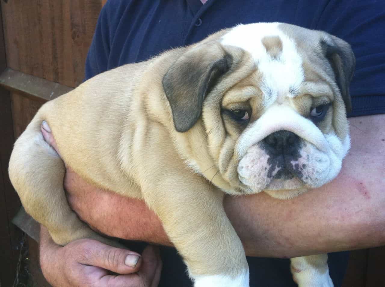 Bán chó bulldog Anh