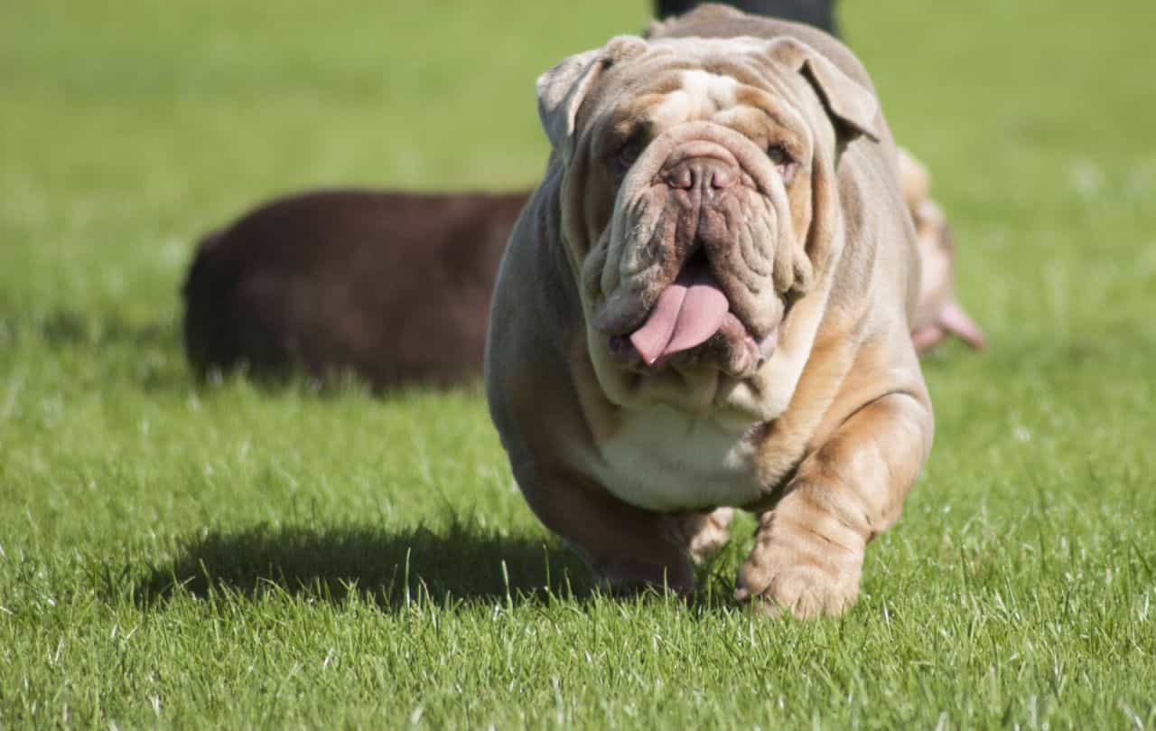 Bán chó Bulldog tại tphcm