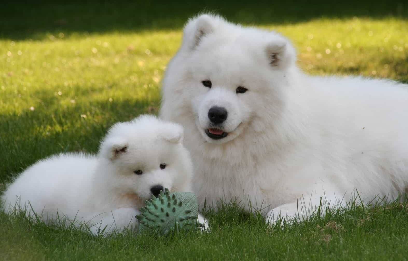 2 chú chó lông xù trắng