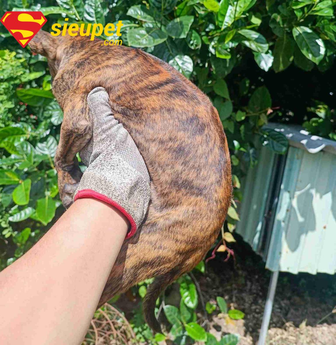 Kiểm tra sức khỏe khi mua bán chó Phú Quốc con