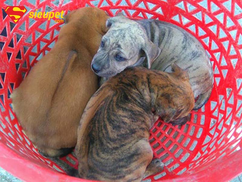 Các câu hỏi thường gặp khi mua bán chó Phú Quốc con