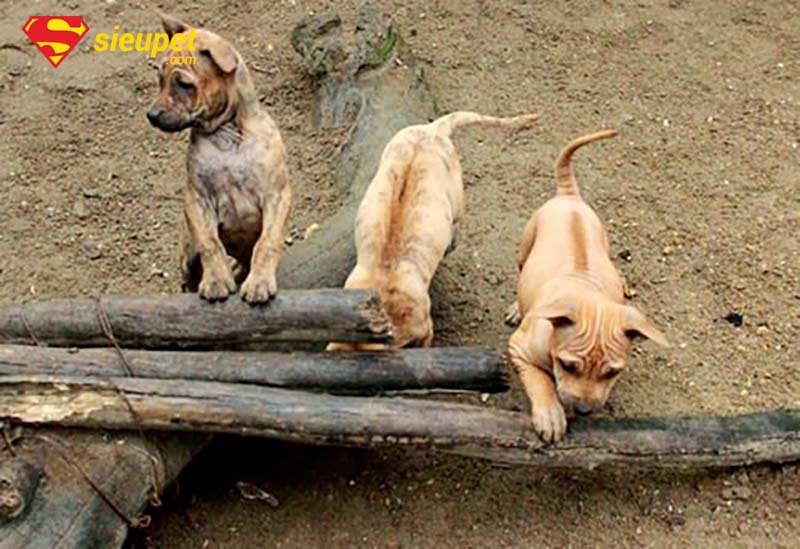 Lịch trình chăm sóc chó Phú Quốc con từ tiêm phòng đến dinh dưỡng