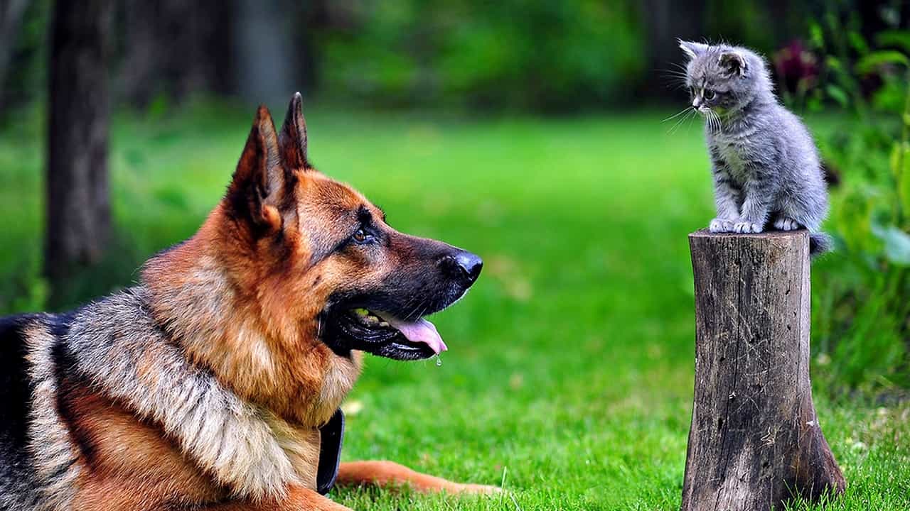 Hình ảnh đẹp giữa Becgie Đức và chú mèo