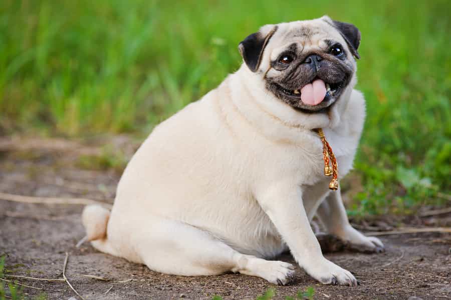 Hạn chế cho chó Pug ăn nhiều chất béo
