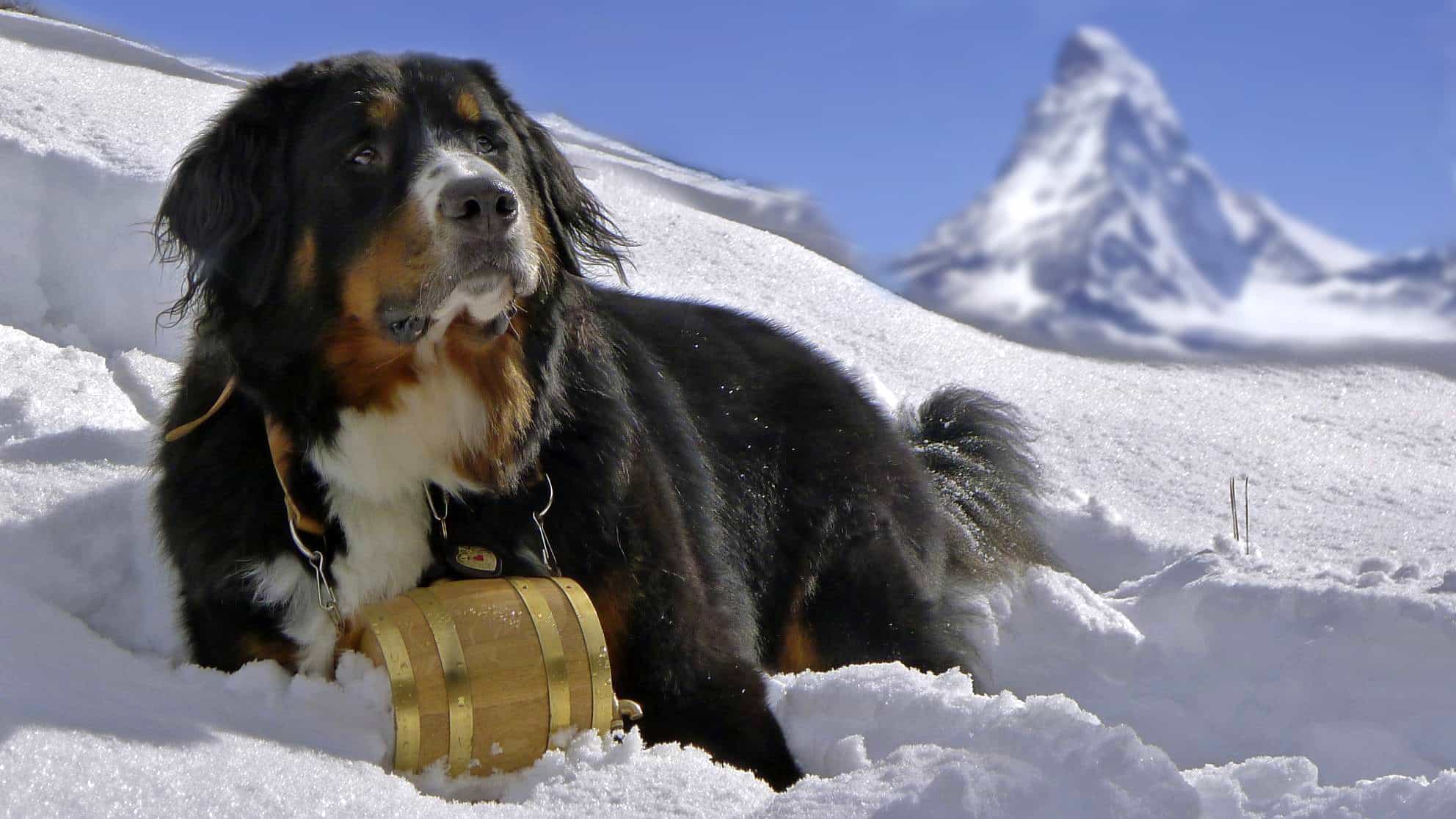 Một chú Bernese Mountain Dog nằm trên tuyết