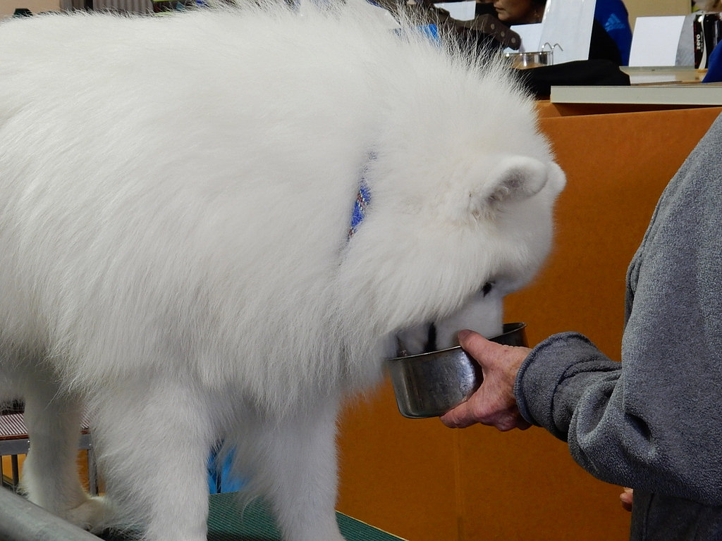 Samoyed đang ăn trong bát