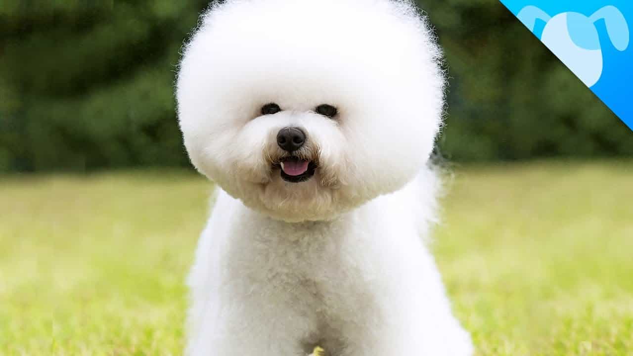 Chó Bichon