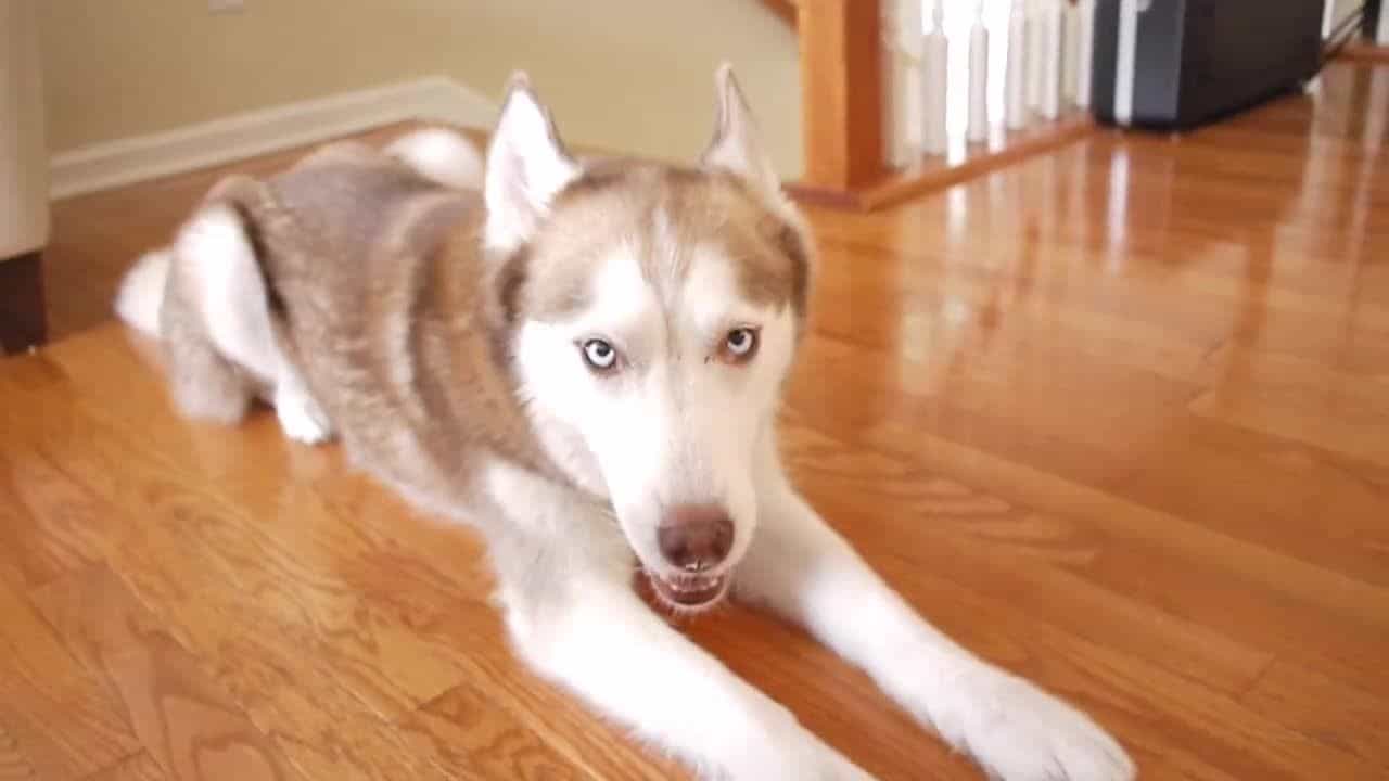 Chó Husky ngộ nghĩnh
