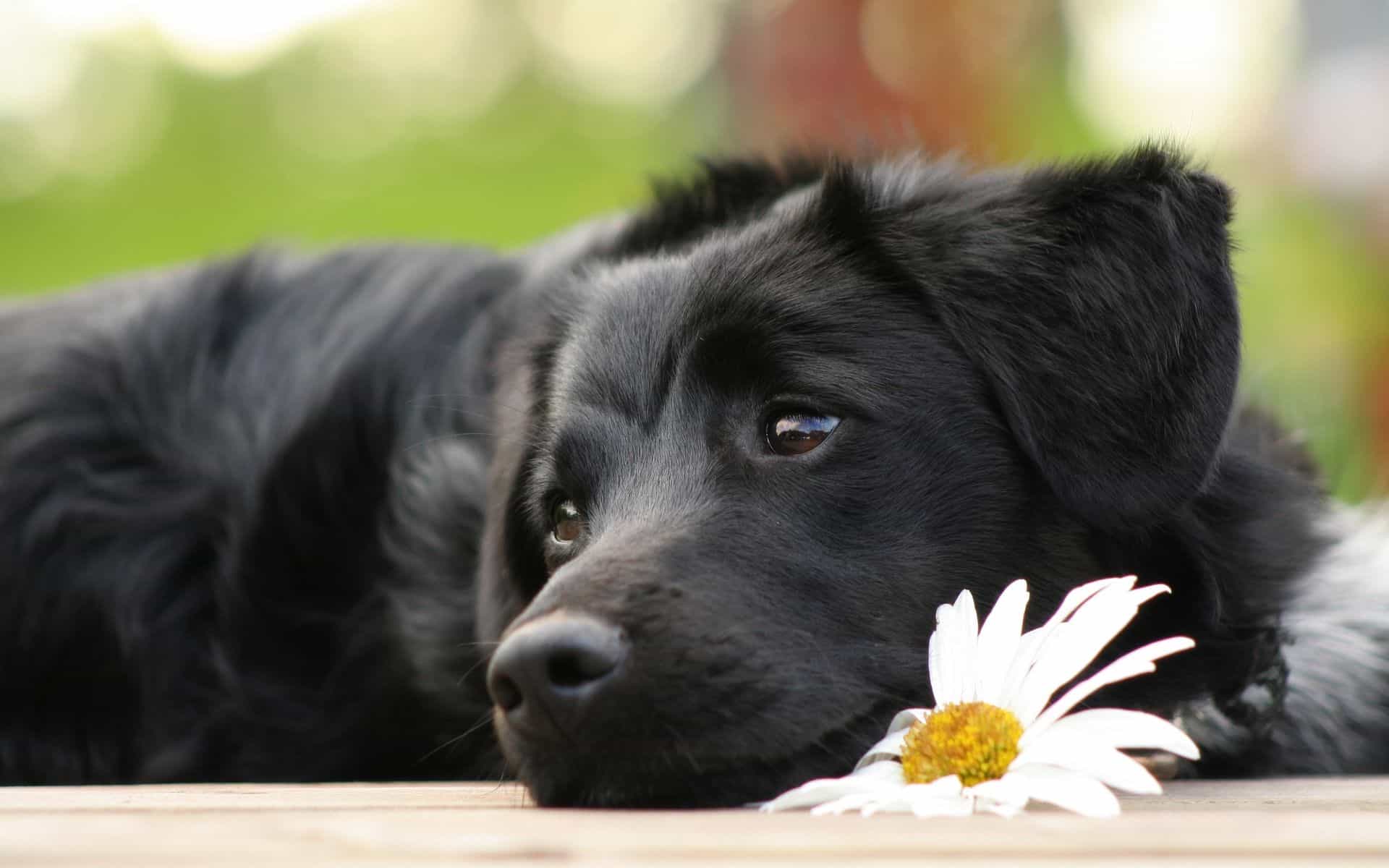 Black Labrador dog đang nằm với hoa