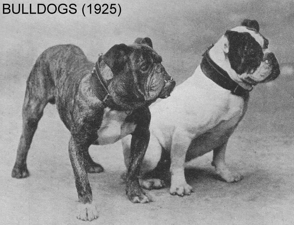 Hình ảnh chó bulldog Anh thời xưa