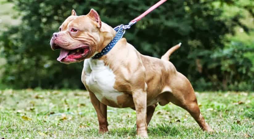 Mua chó Bully từ người quen