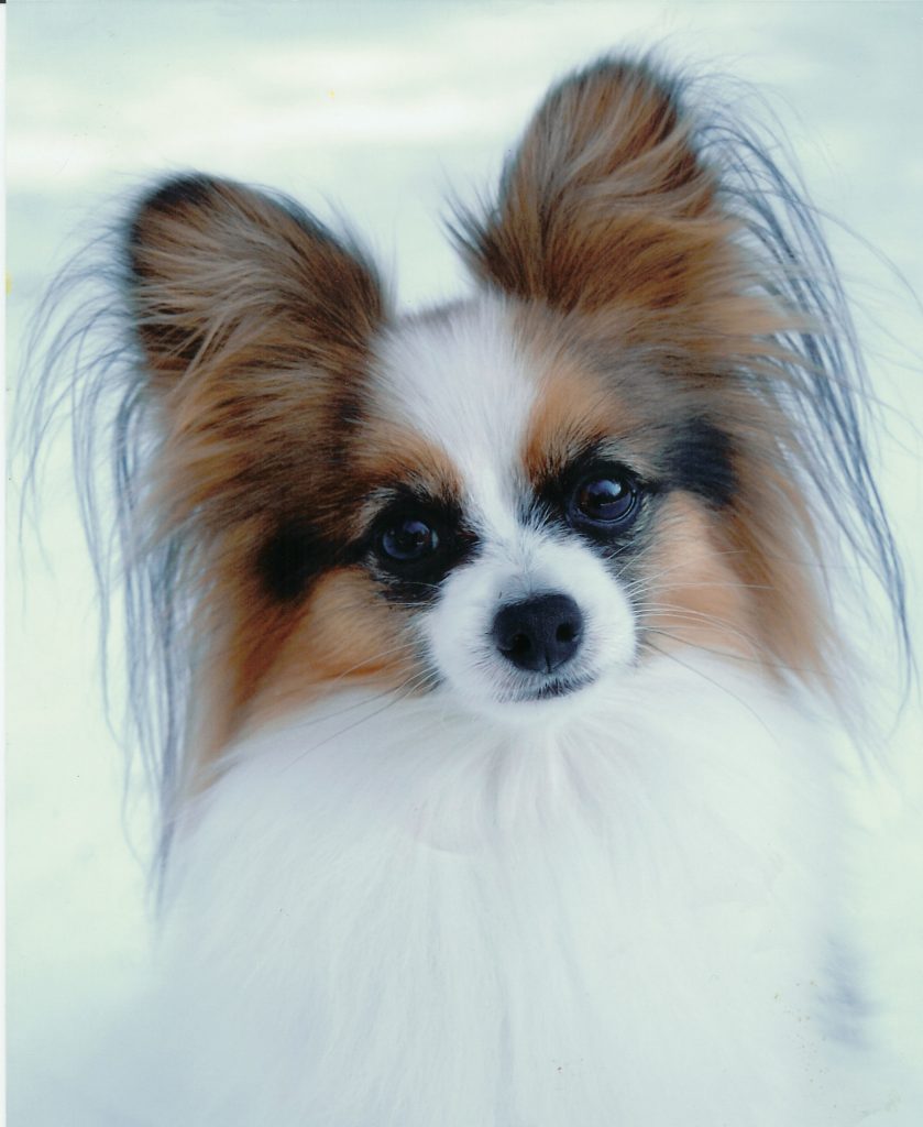 Tính cách Papillon