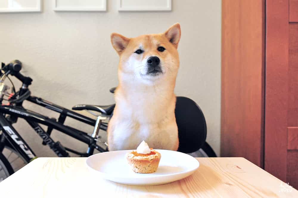 Chó Shiba Inu ngồi trước chiếc bánh ngọt cupcake