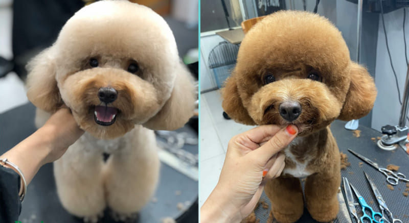 các kiểu tóc cho chó poodle