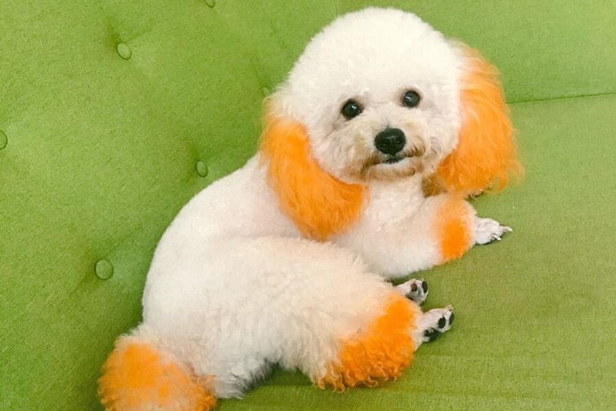 các kiểu tóc cho chó poodle