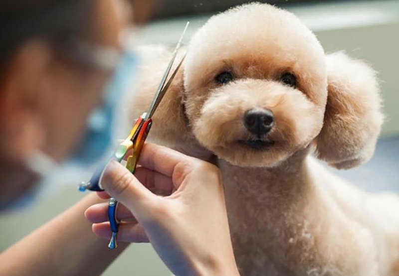 các kiểu tóc cho chó poodle