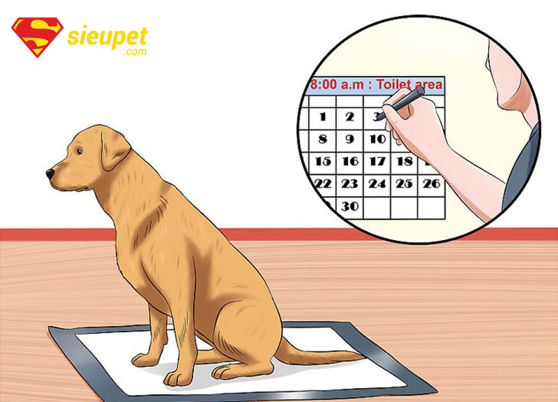 Dụng cụ cần thiết cho Cách Huấn Luyện Chó Phú Quốc Con