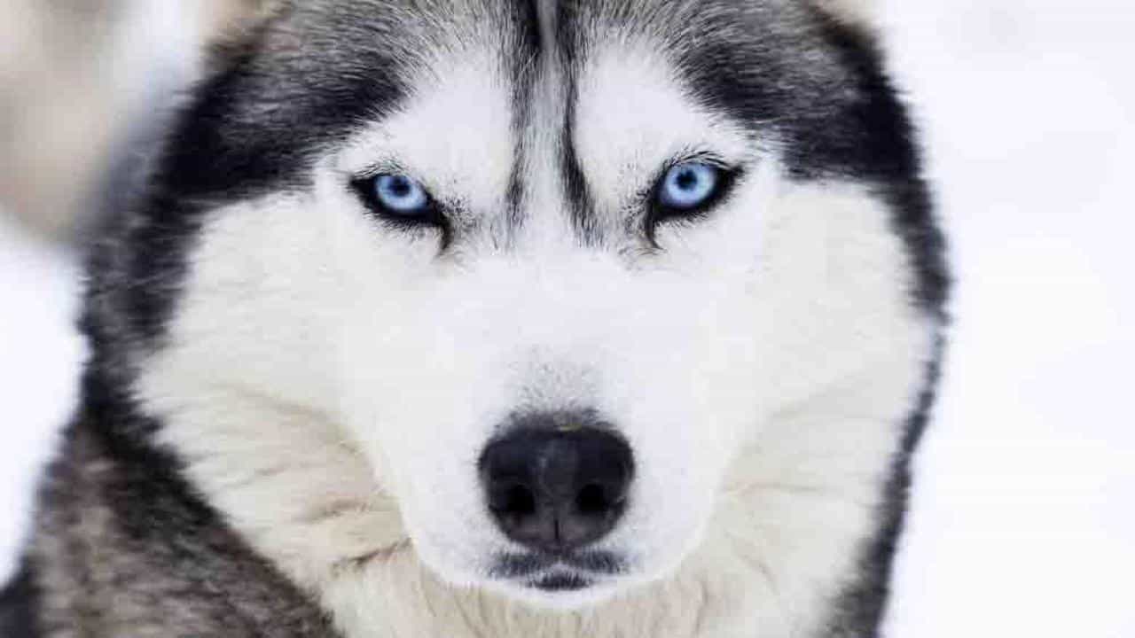 Chó Husky mắt xanh