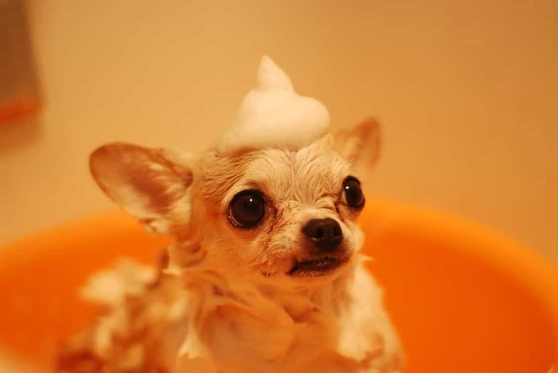 hình ảnh của một con chó Chihuahua