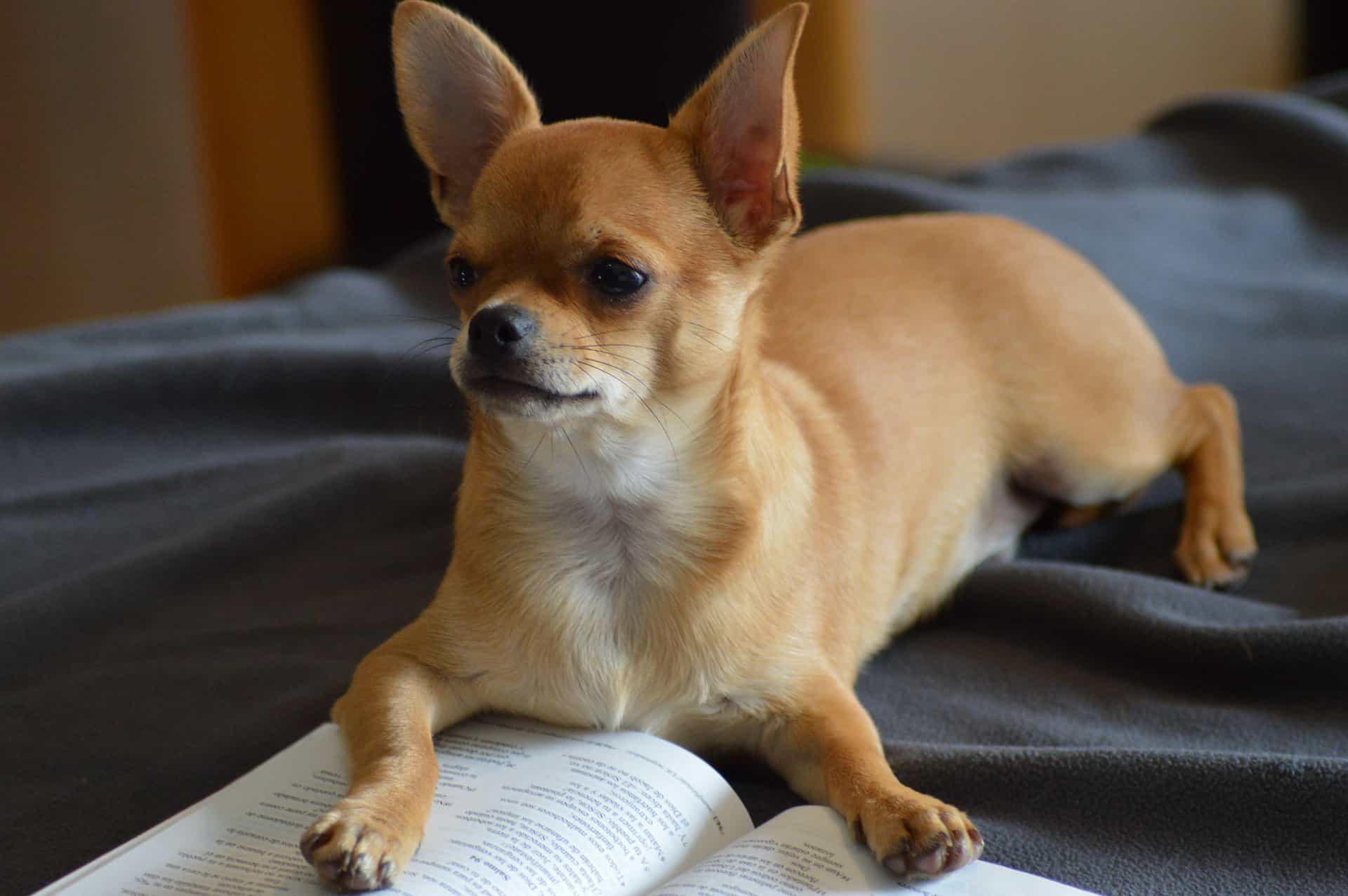 Những chú chó con Chihuahua được sinh ra
