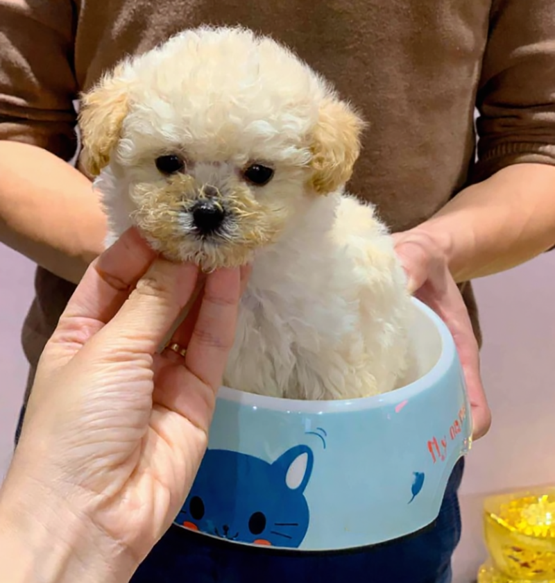 cách nuôi chó teacup poodle