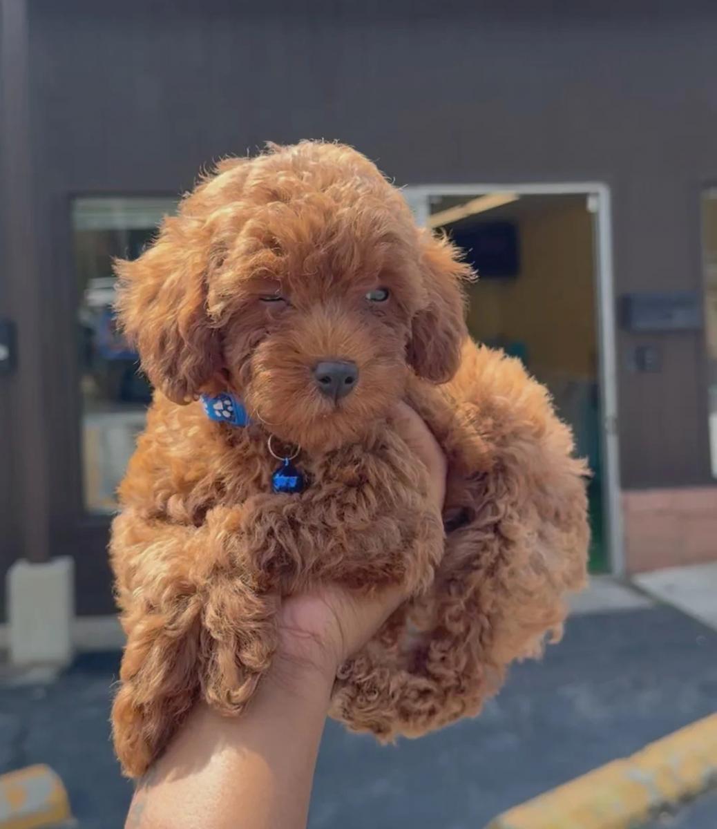 cách nuôi chó teacup poodle