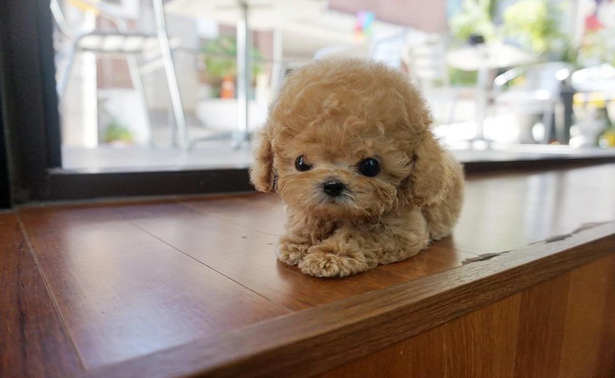 cách nuôi chó teacup poodle