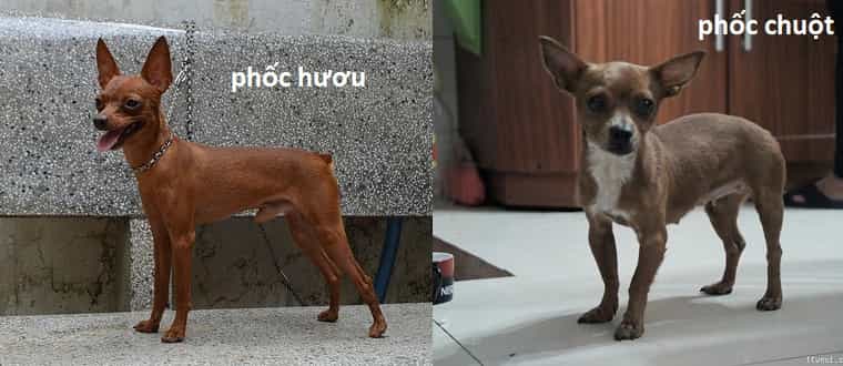 Cách phân biệt Phốc Hươu và Phốc Chuột
