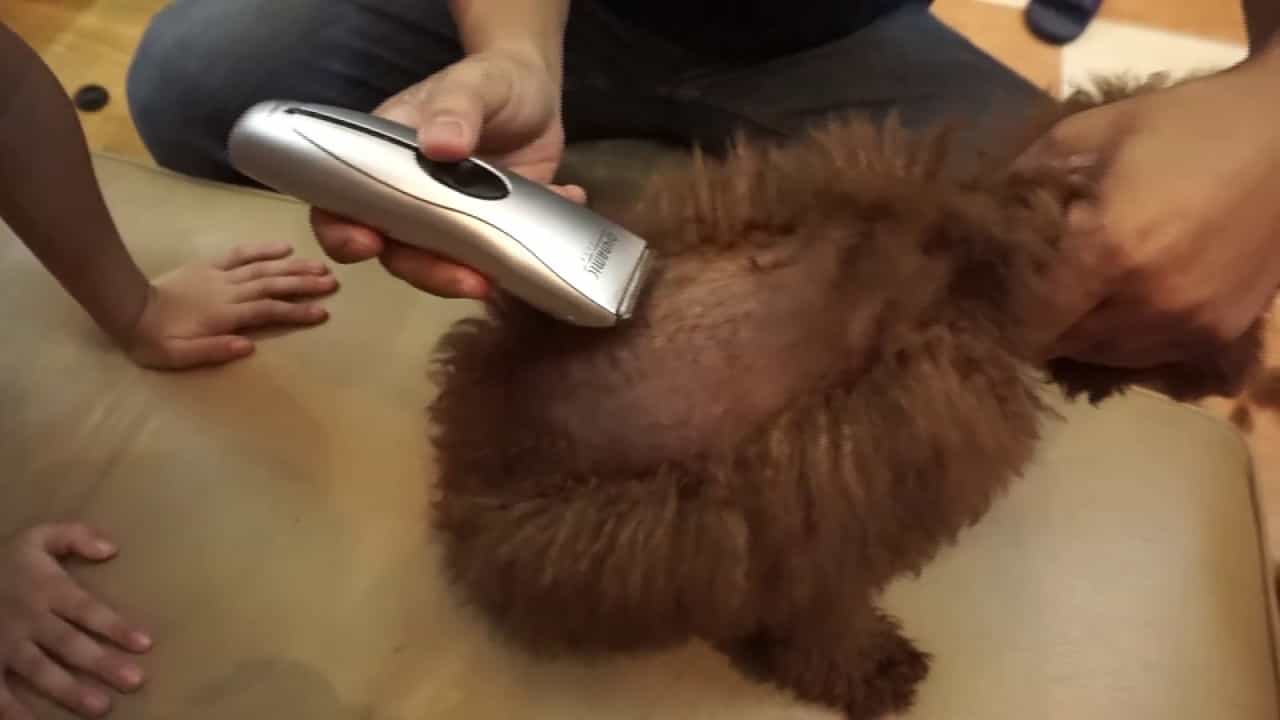Cách tỉa lông cho chó Poodle