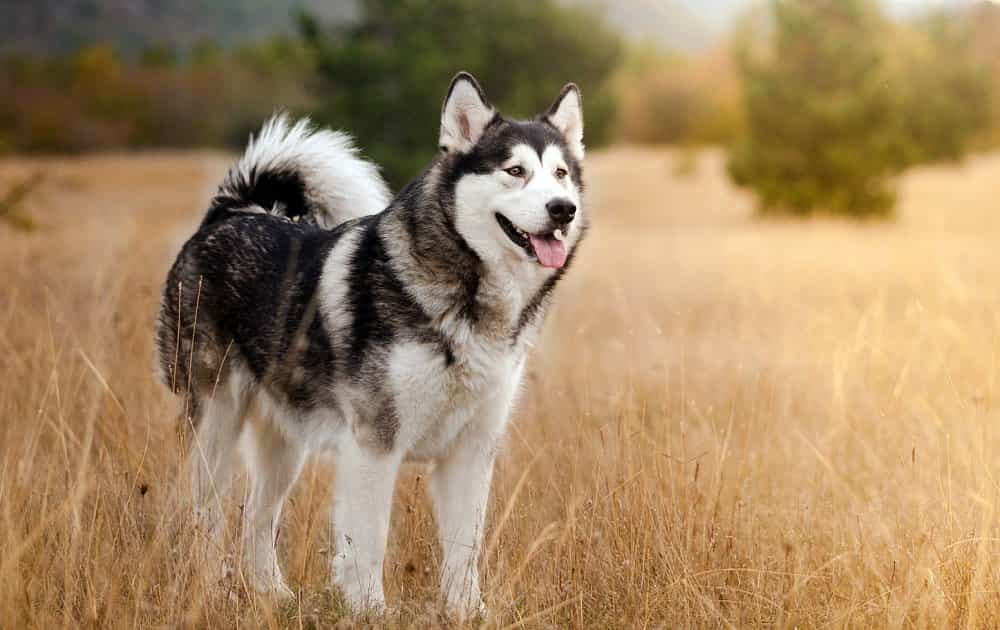 Những nơi mua bán chó Alaska uy tín