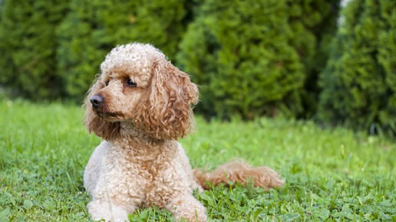 cẩm nang nuôi chó poodle
