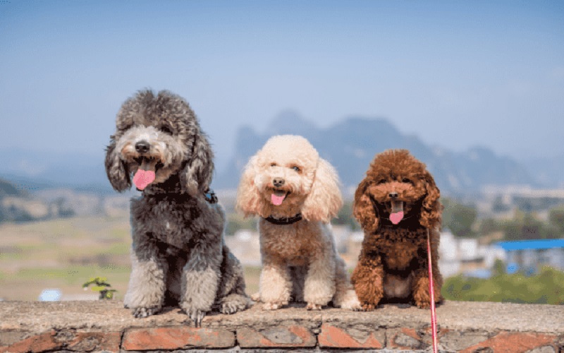 cẩm nang nuôi chó poodle