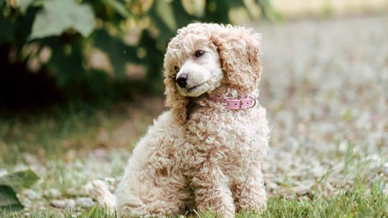 cẩm nang nuôi chó poodle