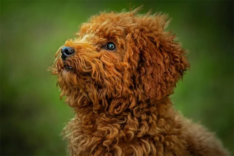 cẩm nang nuôi chó poodle