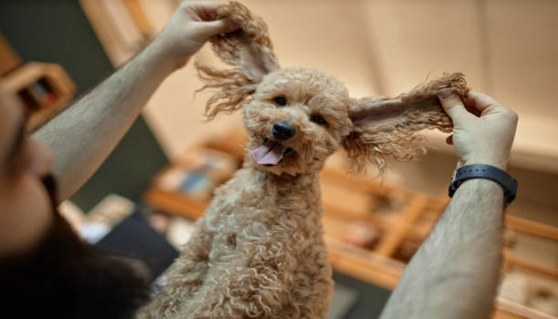 cẩm nang nuôi chó poodle