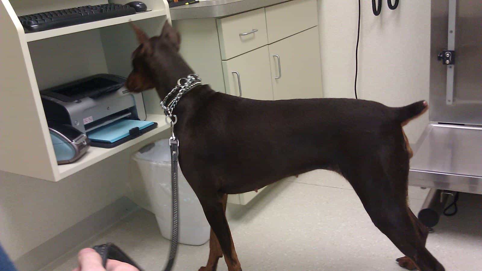 Cần mua bán chó Doberman nhiều người sẽ ra tiệm thú cưng