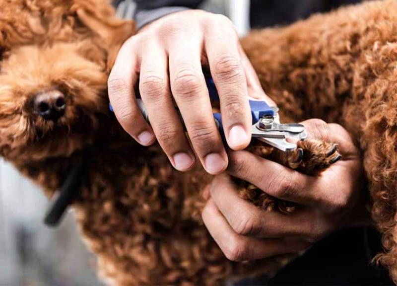 cắt móng chân cho chó poodle